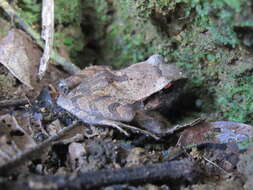 Image of Izabal robber frog