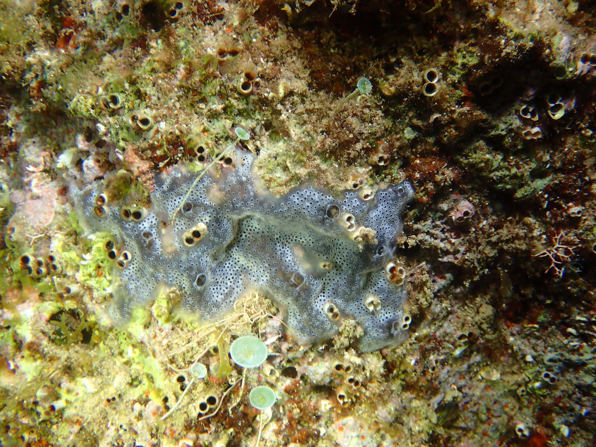 Image of Diplosoma spongiforme (Giard 1872)