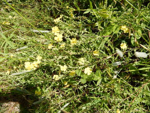 Image of Crocanthemum rosmarinifolium (Pursh) Janchen