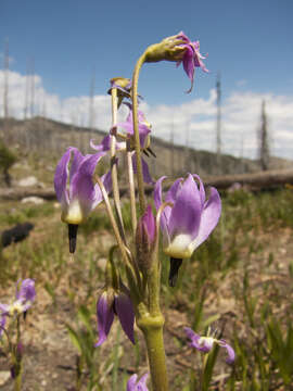 Plancia ëd Dodecatheon jeffreyanum K. Koch