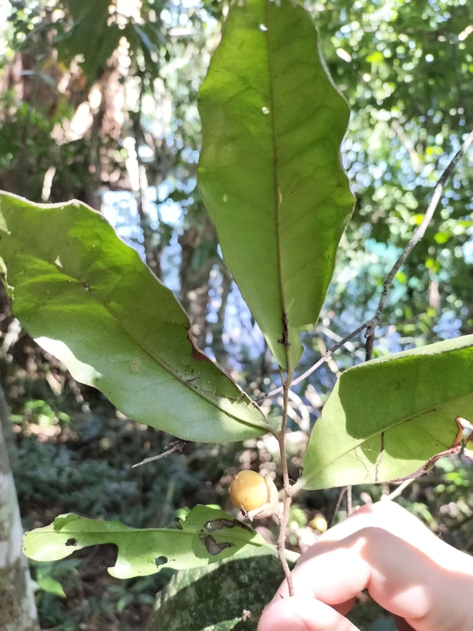 Image of Diospyros laurina (R. Br.) Jessup