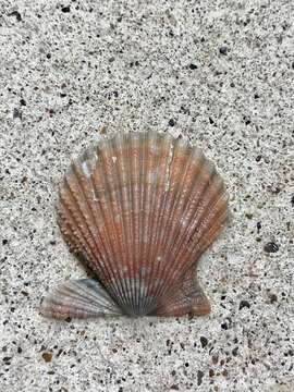 Image of Aequipecten muscosus (W. Wood 1828)