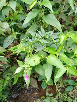 صورة Strobilanthes hamiltoniana (Steudel) J. Bosser & H. Heine