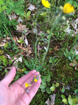 Image of Pilosella caespitosa (Dumort.) P. D. Sell & C. West