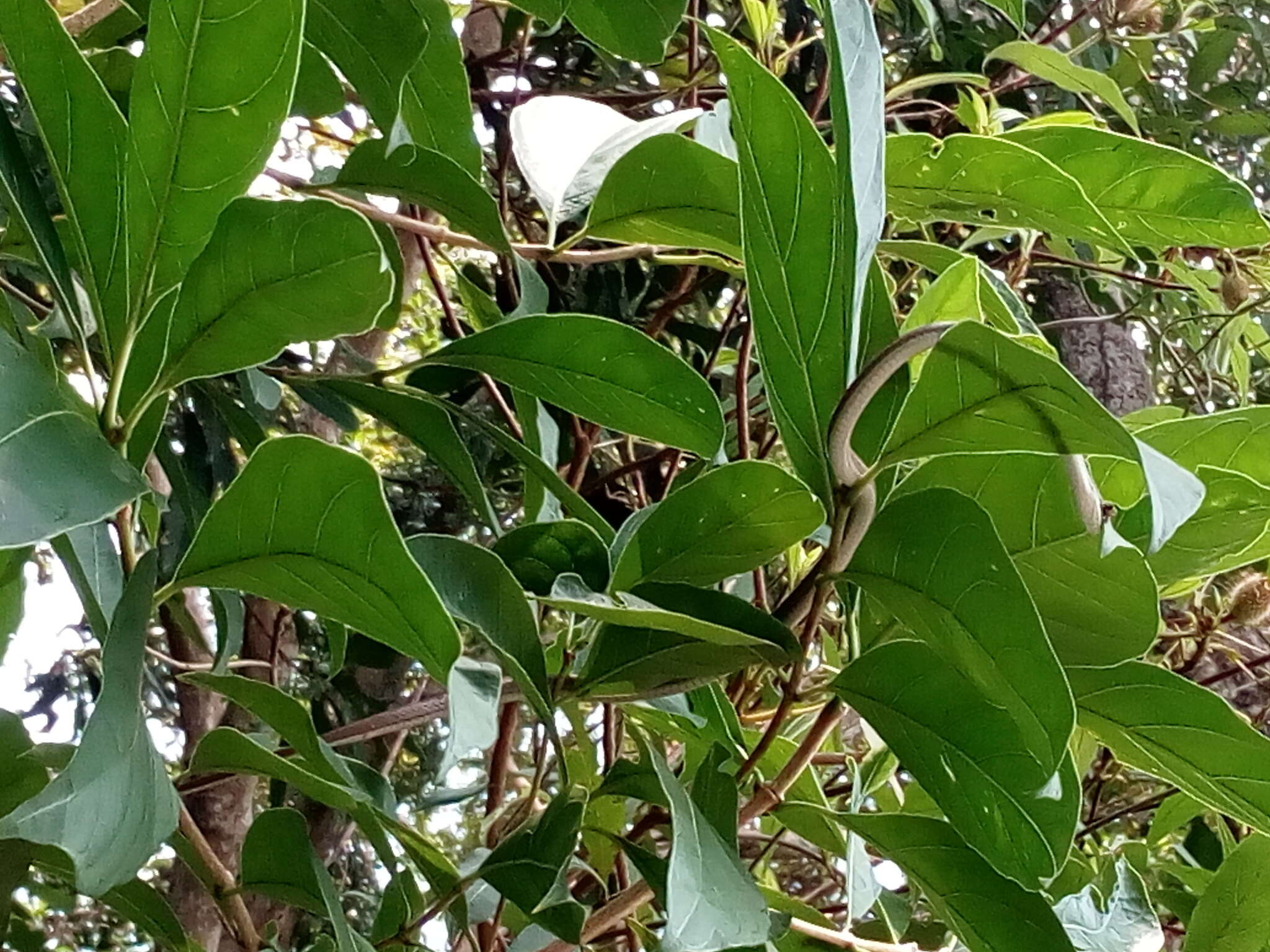 Image of Malayan Ringneck