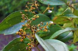 Miconia dolichorrhyncha Naud.的圖片