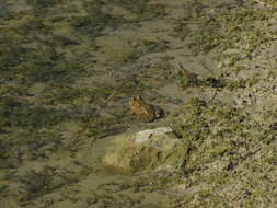 Image of Cretan Frog