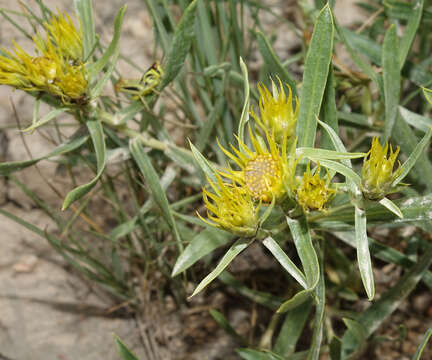 Image of false goldenweed