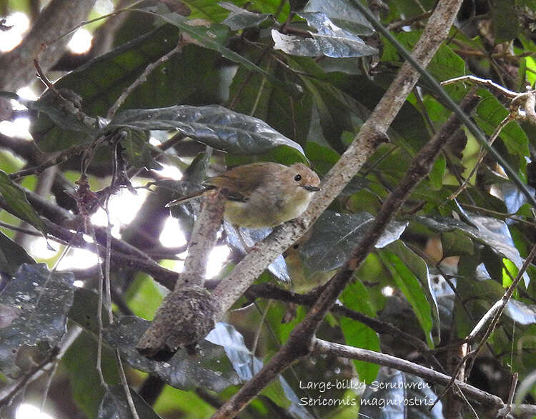 Image of Large-billed Scrubwren