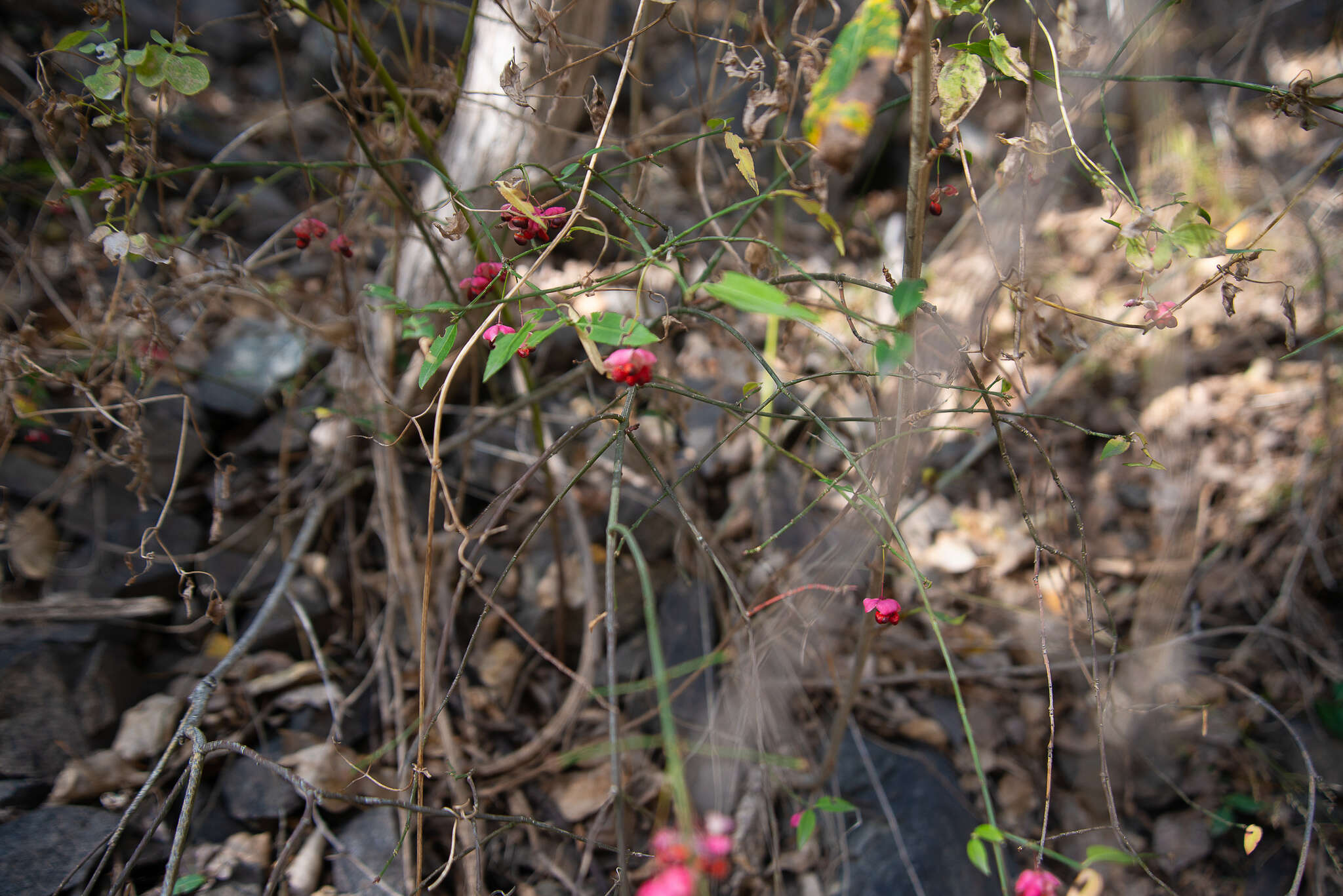 Image of Euonymus semenovii Regel & Herd.