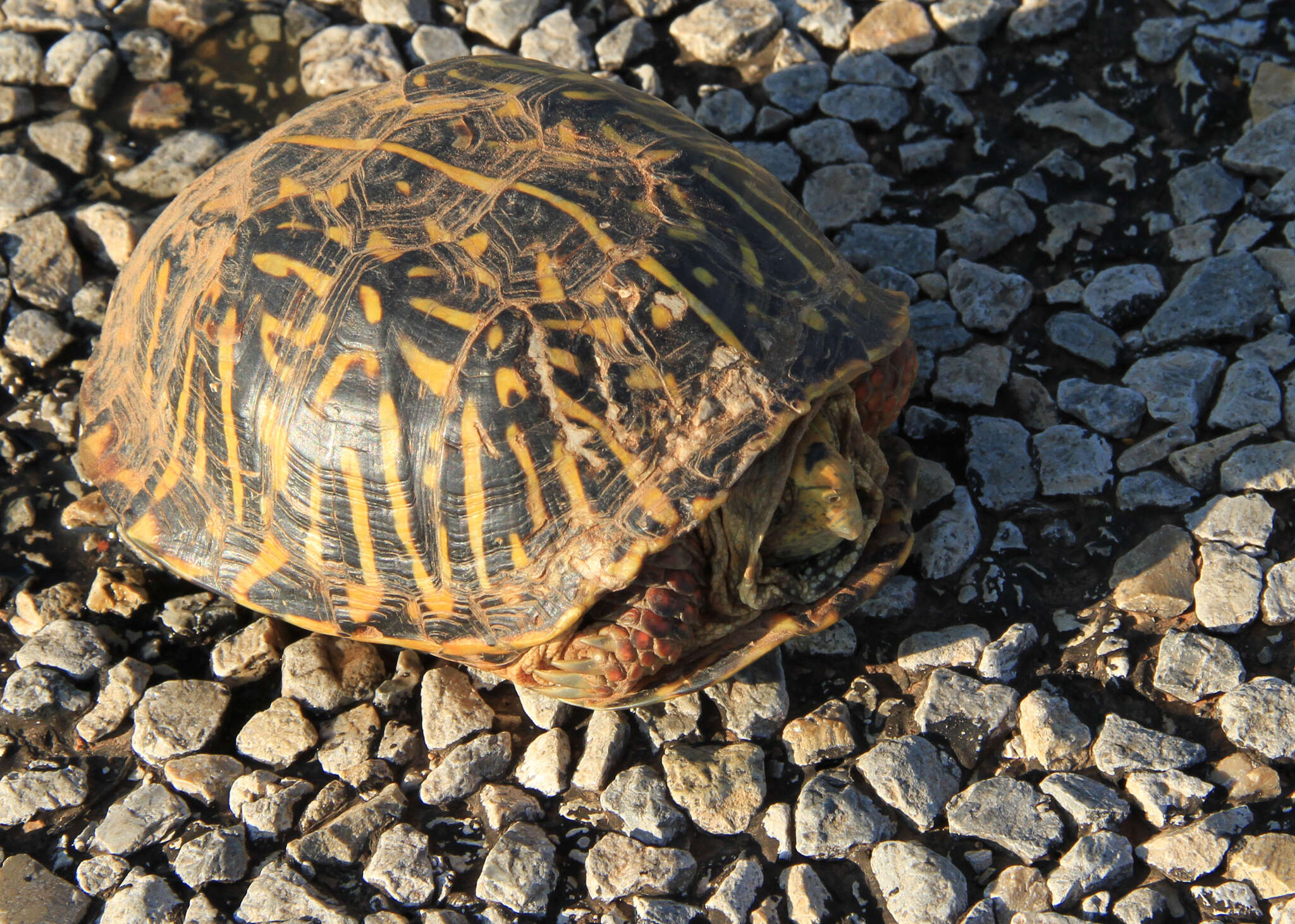 Plancia ëd Terrapene ornata (Agassiz 1857)