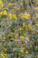 Plancia ëd Berberis aquifolium Pursh