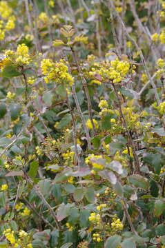 Image of Hollyleaved barberry