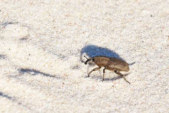 Imagem de Sphenophorus rusticus Gyllenhal 1838