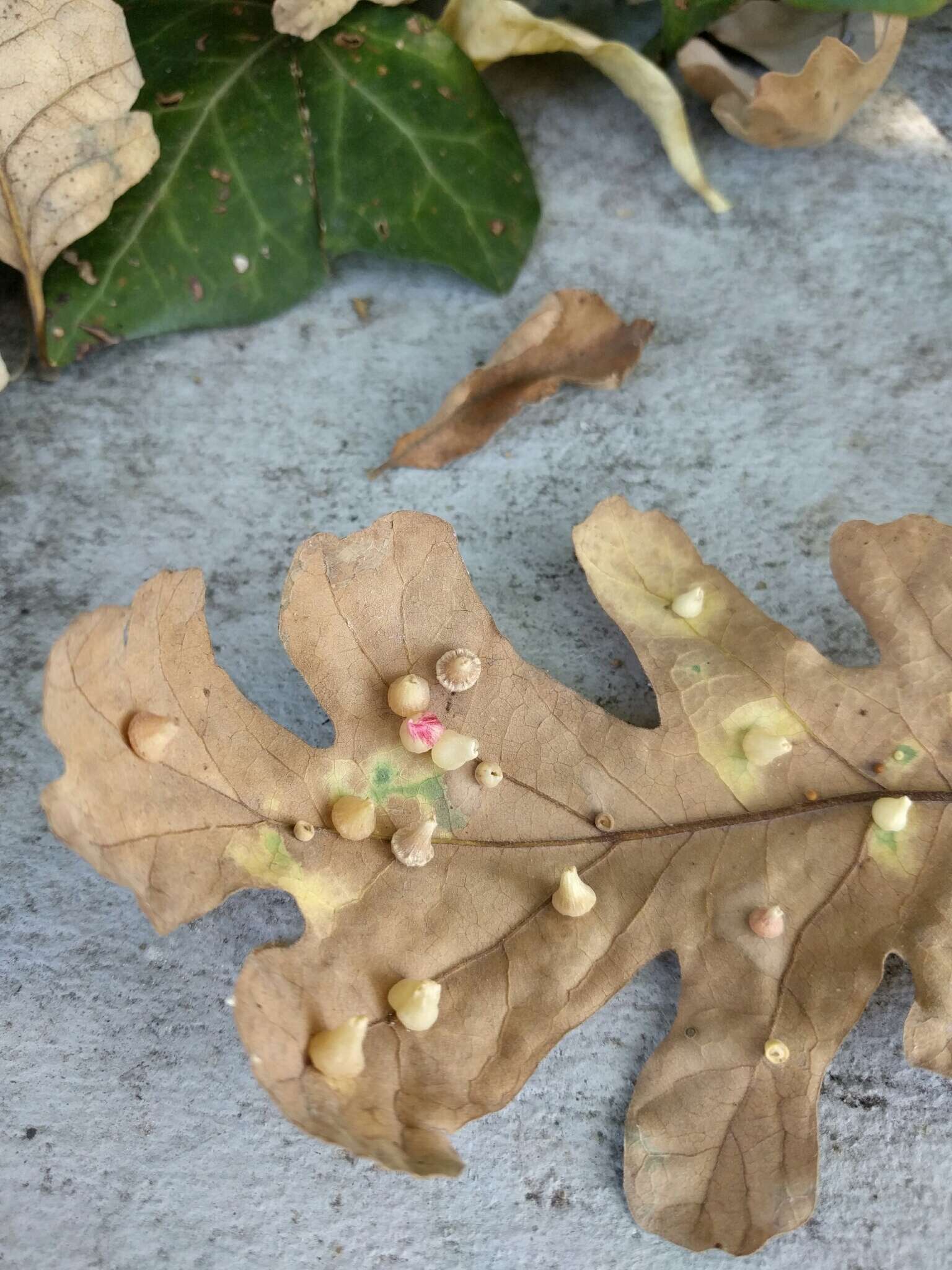 Image of Red Cone Gall Wasp