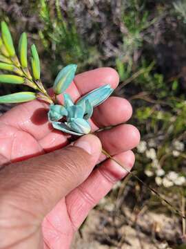 Image of Turquoise Ixia