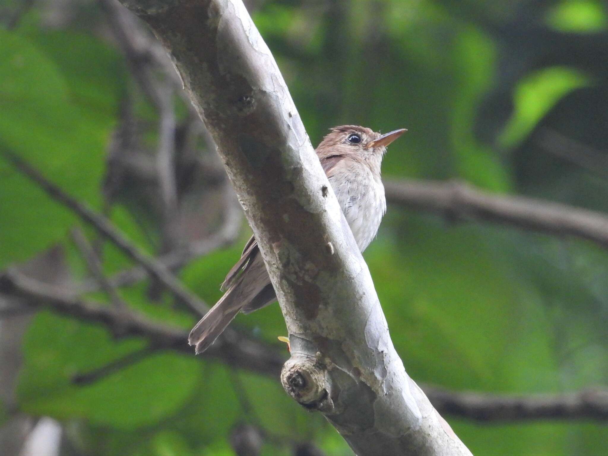 Image of Brown-streaked Flycatcher