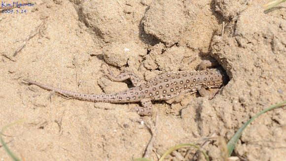 Image of Mongolia Racerunner