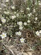 Image of sticky sandspurry