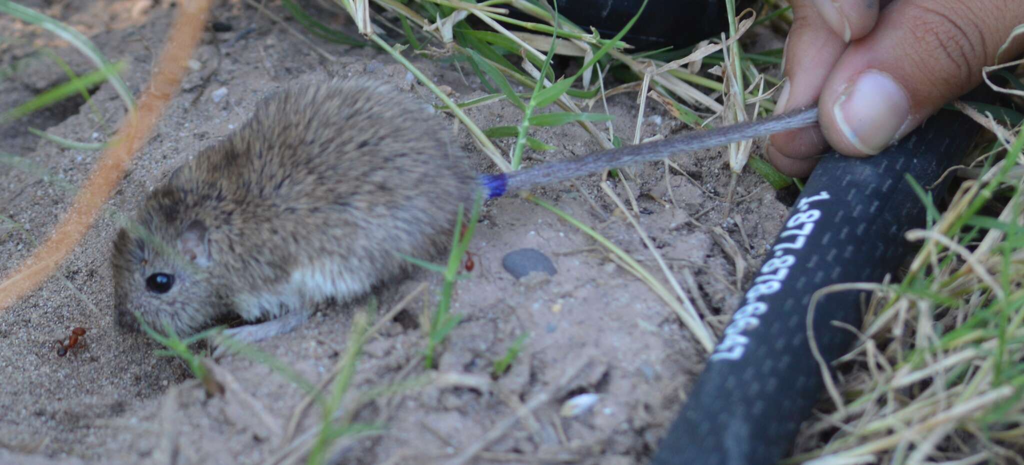 Image of Bailey's pocket mouse