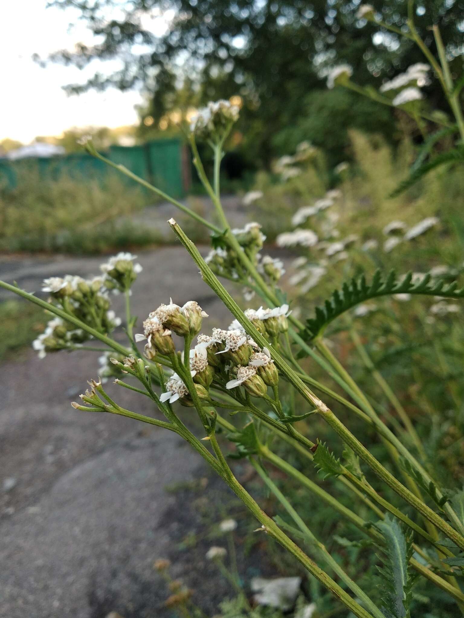 Image of Achillea inundata Kondrat.