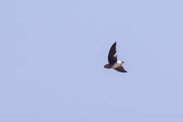Image of Böhm's Spinetail