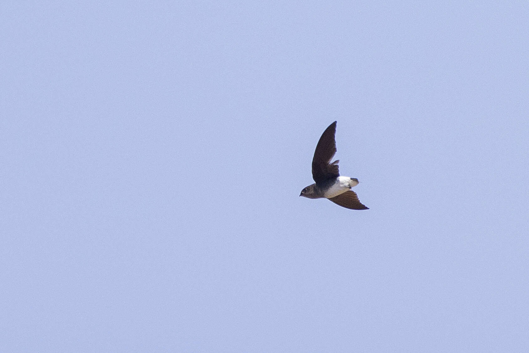 Image of Böhm's Spinetail