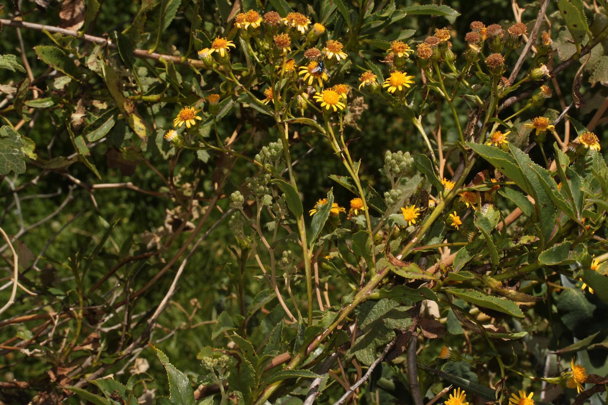 Image de Dendrophorbium usgorense (Cuatrec.) C. Jeffrey