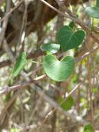 Sivun Marsdenia cordifolia Choux kuva