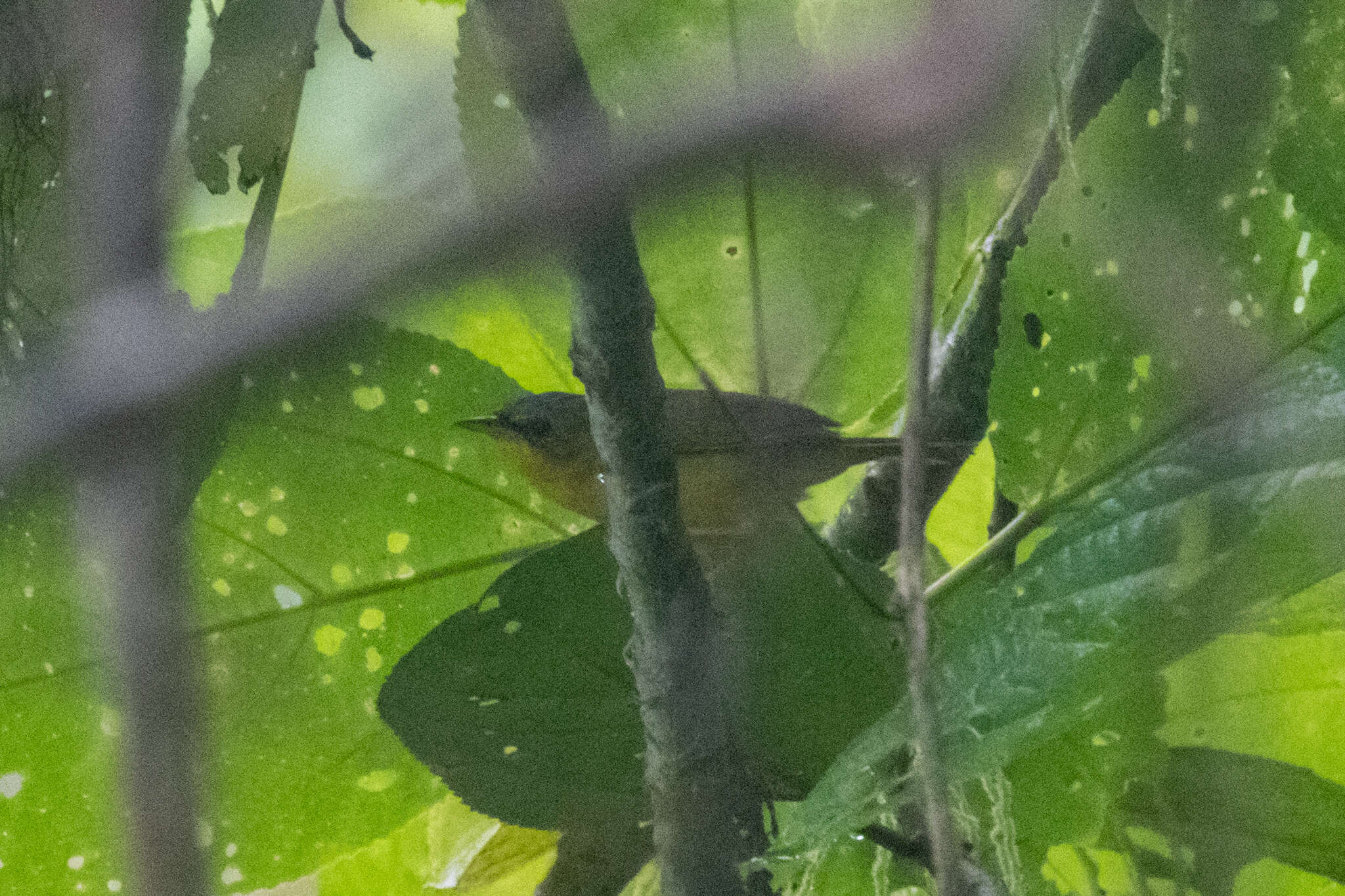 Image of Black-lored Yellowthroat