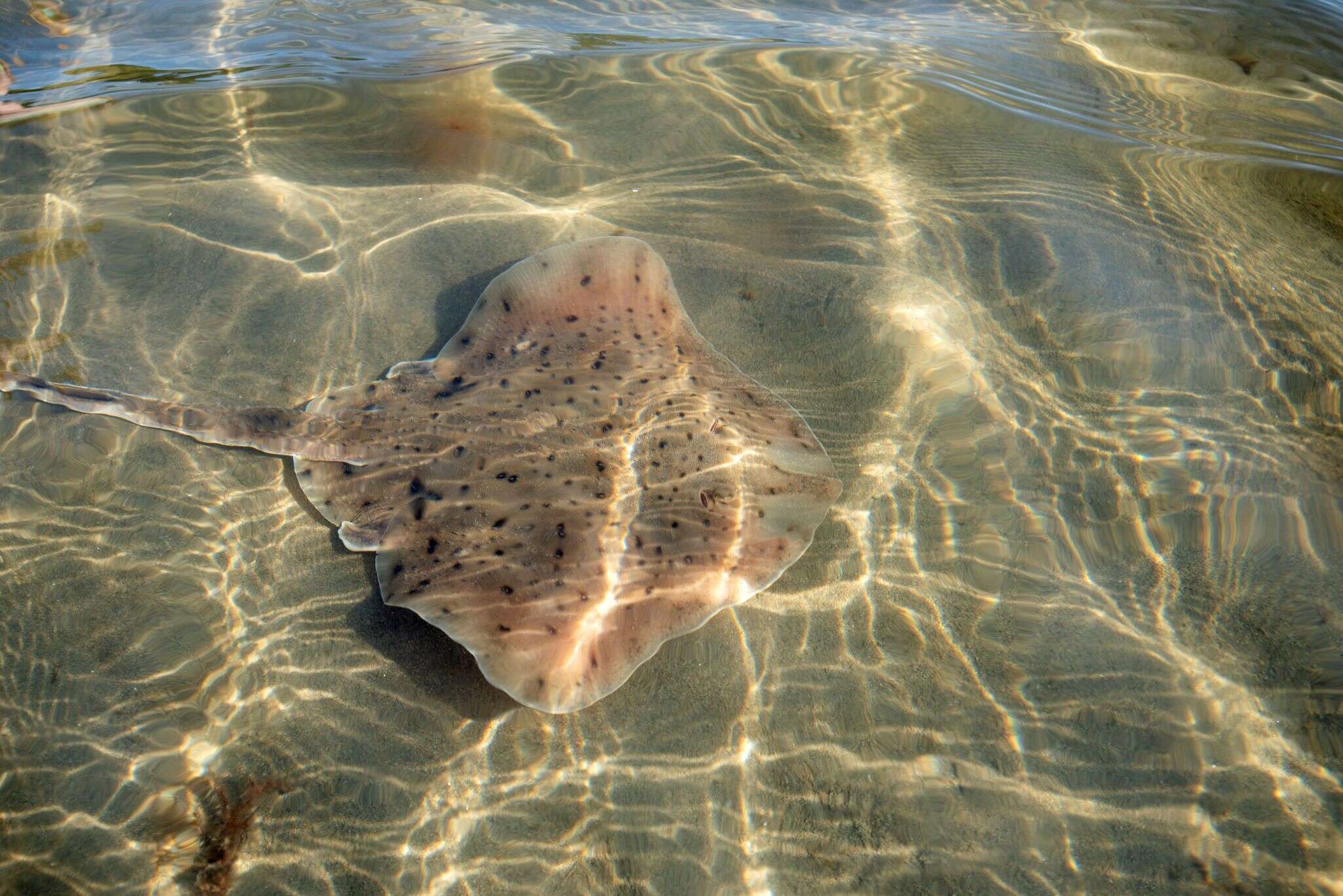 Image of Winter Skate