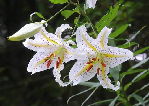 Image of Asiatic Lily