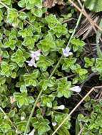 Image de Clinopodium nubigenum (Kunth) Kuntze