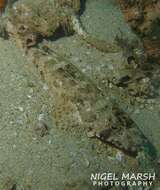 Image of Black-freckled flathead