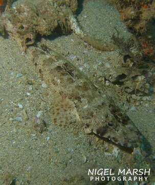 Image of Black-freckled flathead