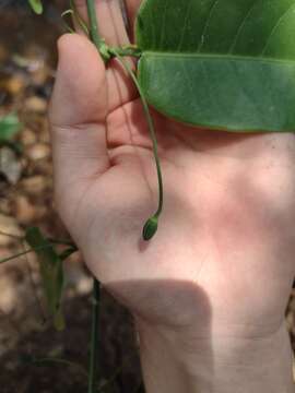 Passiflora cerradensis Sacco的圖片