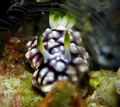 Image of Geometric brown headflapper slug