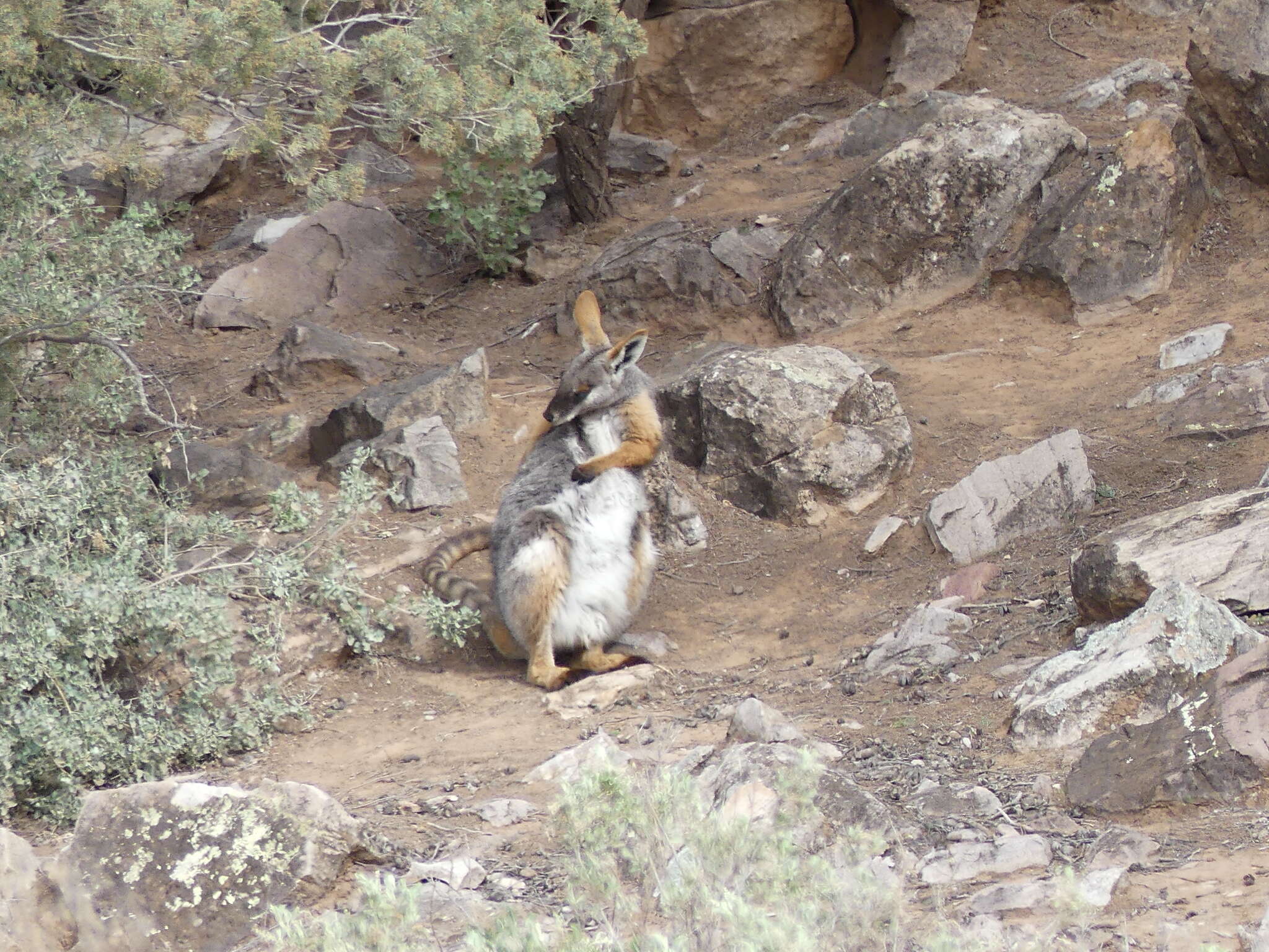 Image of Ring-tailed Rock Wallaby