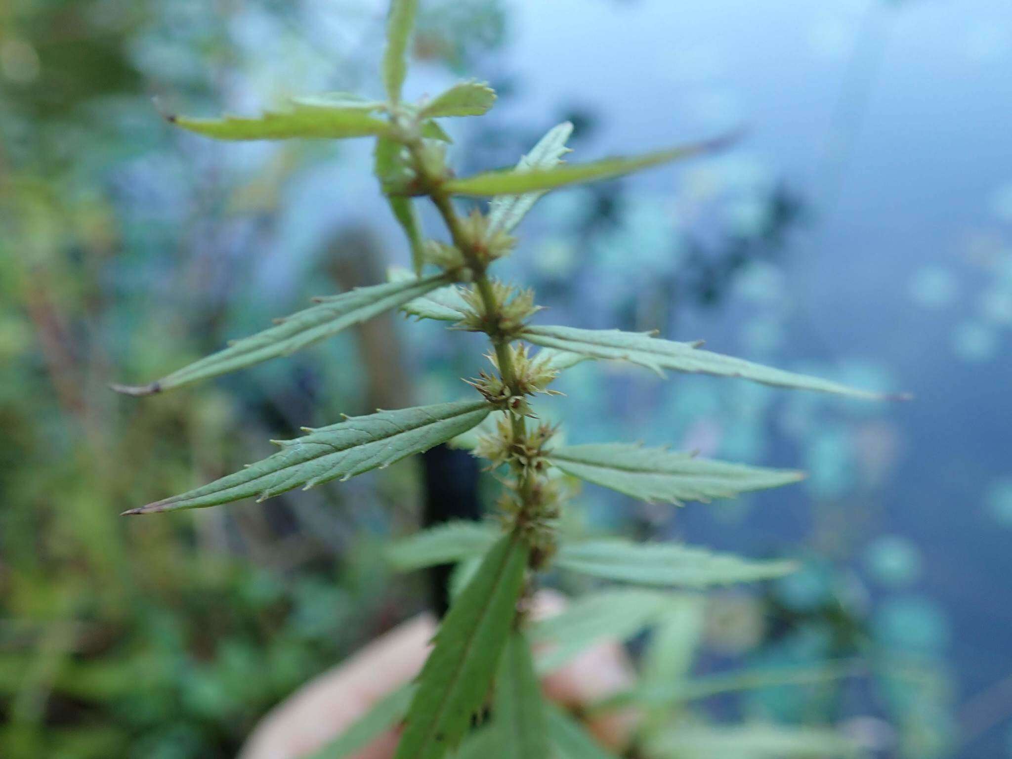 Image of Stachys riederi var. hispidula (Regel) H. Hara