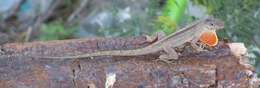 Image of brown anole