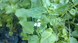 Cardamine cordifolia A. Gray resmi