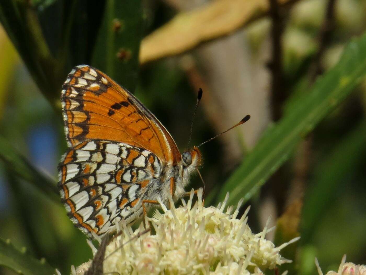 Image of Sagebrush Checkerspot