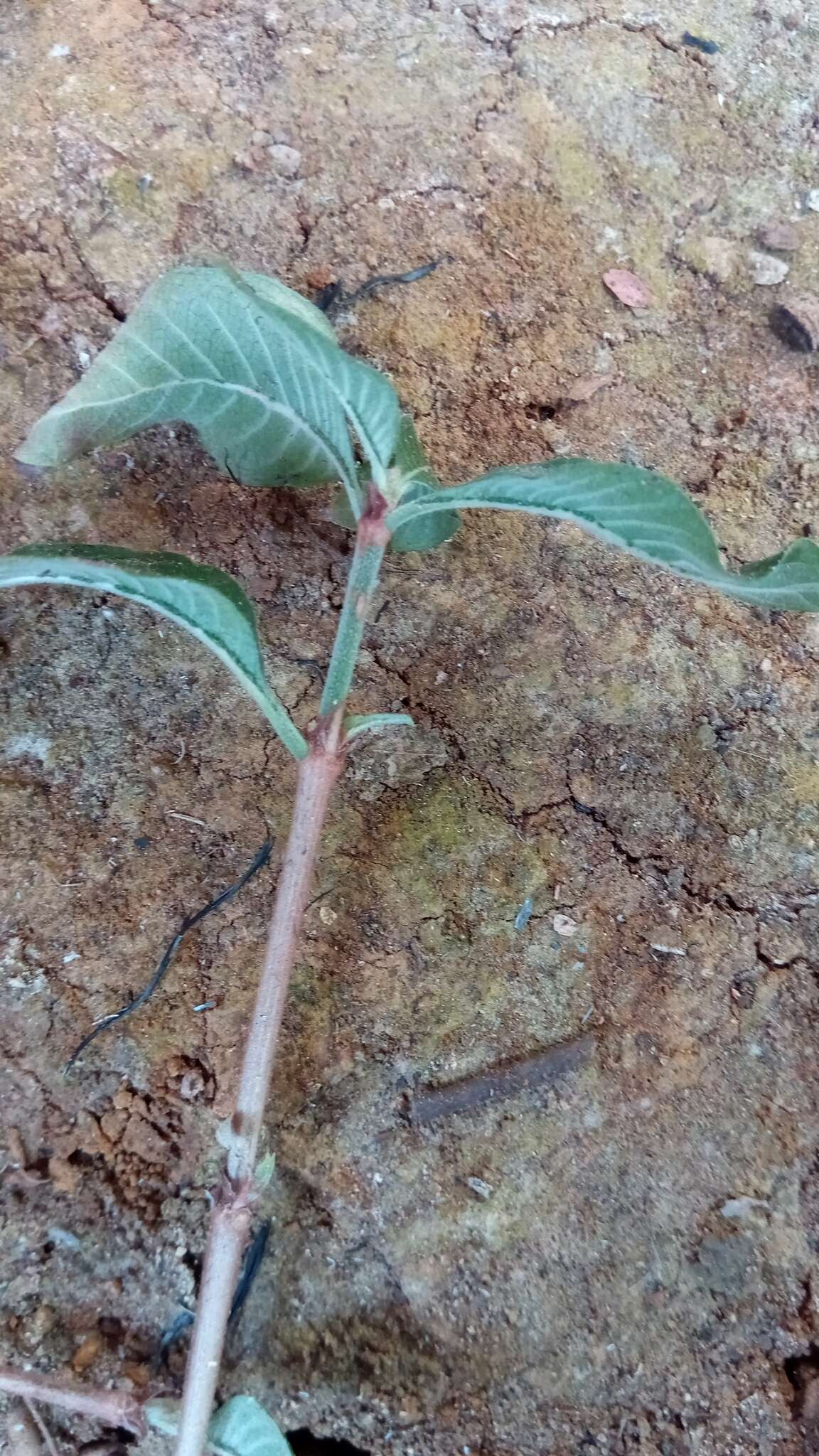 Image of Psychotria puffii Razafim. & B. Bremer