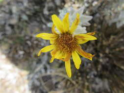 Image of Senecio hohenackeri Sch. Bip.