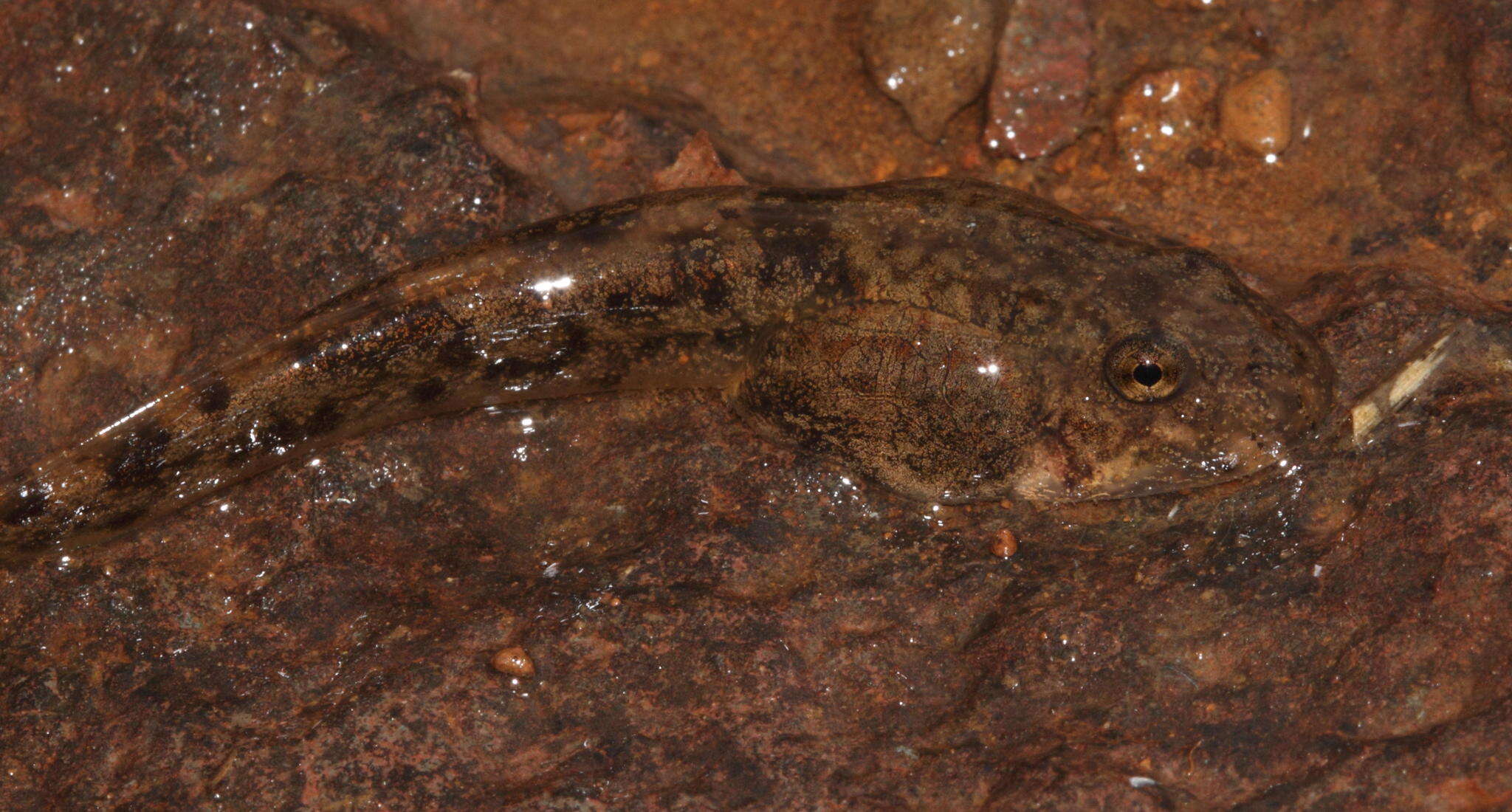 Image of Amietia vertebralis (Hewitt 1927)