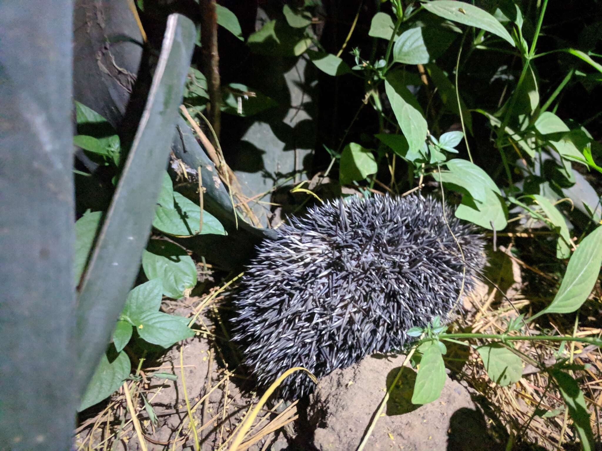 Image of Four-toed Hedgehog