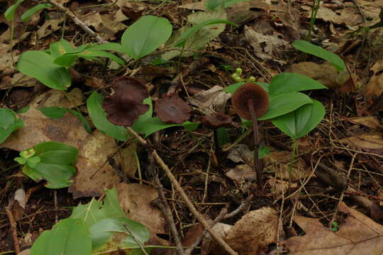 Image of Gymnopus alkalivirens (Singer) Halling 1997