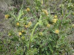 Plancia ëd Cirsium parryi (A. Gray) Petr.