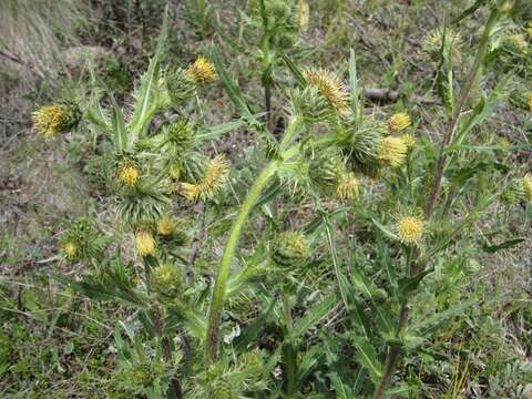 Image of Parry's thistle