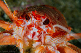 Image of rugose squat lobster